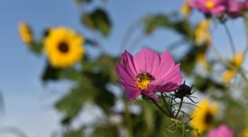 FlowerPower im Salzburger Land