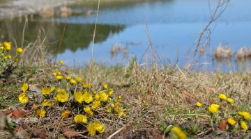 Blühender Huflattich vor einem Teich