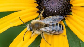 Hosenbienen auf Rudbeckia-Blüte