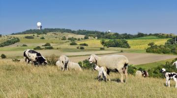 Schafe am Buschberg, im Hintergrund die beiden Radarkugeln 