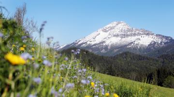 Blumenwiese im NP Ötscher-Tormäuer
