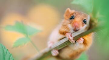 Haselmaus © Angyalosi Beata / Shutterstock.com Haselmaus