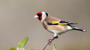 Stieglitz © Pixabay Stieglitz