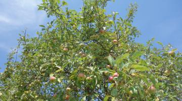 Apfelbaum - Krone mit Früchten