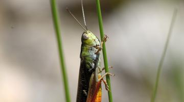 Bunter Alpengrashüpfer