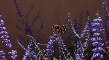 Schmetterling Lavendel 