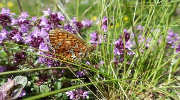 Silberfleck-Perlmuttfalter (Boloria euphrosyne) 
