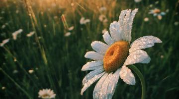 Garten im Fruehling