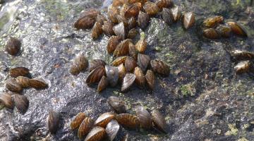 Heimische Muscheln