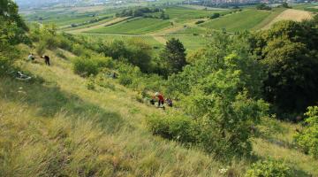 Blick vom Heferlberg in Pfaffstätten