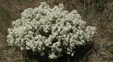 Tatarischer Meerkohl