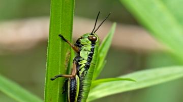 Flügellose Knarrschrecke