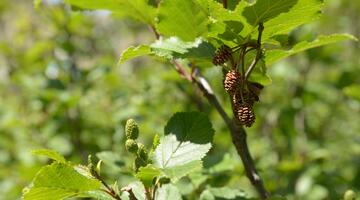 Grünerle © Simon A. Eugster, Alnus viridis fruits, CC BY-SA 3.0
 Grünerle