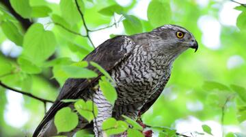 Habicht © Ott Rebane / Flickr.com (CC BY 2.0)
 Habicht