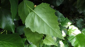 Hänge-Birke © Donald Hobern / Flickr.com (CC BY 2.0)
 Hänge-Birke