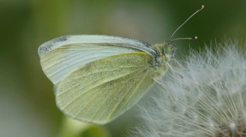 Kleiner Kohlweissling