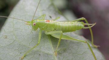 Südliche Eichenschrecke