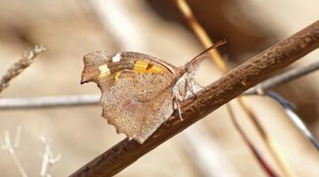 Zürgelbaum-Schnauzenfalter