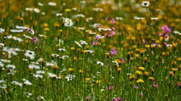 Blumenwiese © TF3000/pixabay (CC0) Blumenwiese mit Wiesen-Margerite und rosa Pech-Nelken