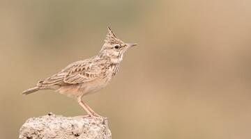 Haubenlerche © Koshy Koshy, Crested Lark (45450636955), CC BY 2.0
 Haubenlerche