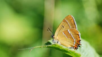 Nierenfleck-Zipfelfalter