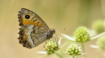 Rotbindiger Samtfalter