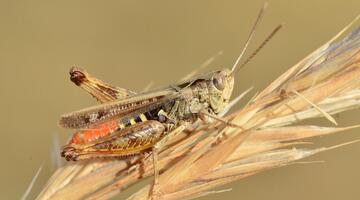 Rotleibiger Grashüpfer
