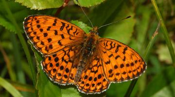 Saumfleck-Perlmutterfalter