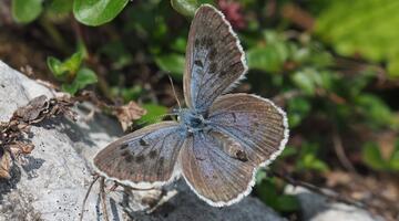 Schwarzfleckiger Ameisenbläuling