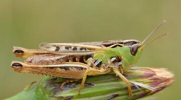 Schwarzfleckiger Grashüpfer
