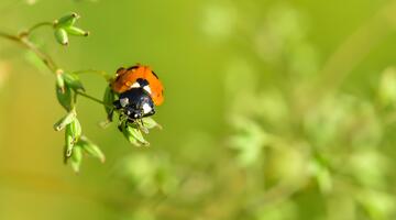 Siebenpunkt-Marienkäfer