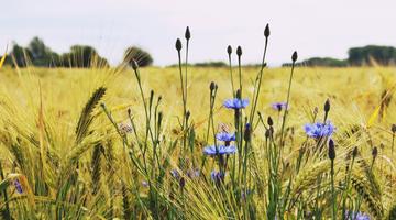 Kornblumen am Rand eines Gersten-Feldes