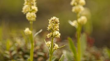 Echter Speik (Valeriana celtica)