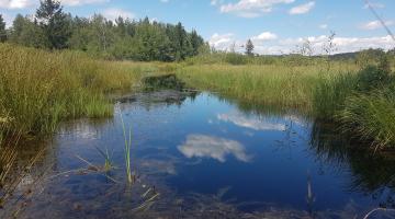 Moorgewässer - Ibmer Moor, Oberösterreich