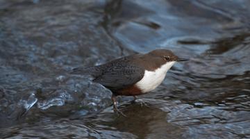 Wasseramsel Naturpark Ötscher-Tormäuer