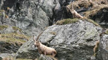 Steinböcke im Nationalpark Hohe Tauern