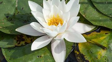 Weiße Seerose