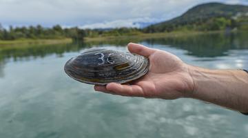 Große Teichmuschel am Wörthersee