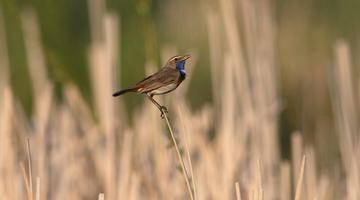 Ein singendes Blaukehlchen-Männchen in der Projektfläche anno 2011 