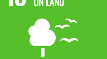 © United Nations Life on land