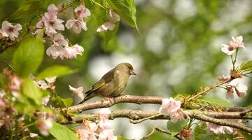 Grünfink © Susann Mielke/pixabay (CC0) Grünfink, auf einem blühenden Kirschenast