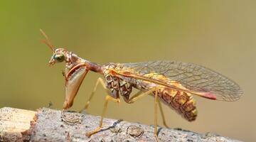 Steierischer Fanghaft, von der Seite, auf einem kleinen Ast