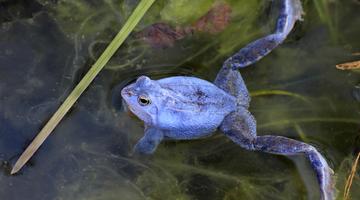 schwimmendes Moorfrosch-Männchen, zur Balzzeit blau gefärbt