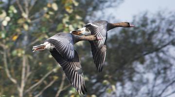 Blässgänse im Flug