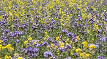 Grünbrache mit Phacelia