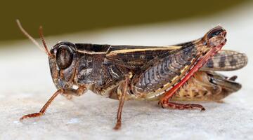 Italienische Schönschrecke