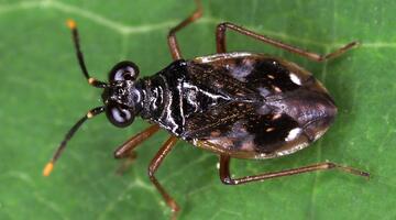 Chartoscirta elegantula