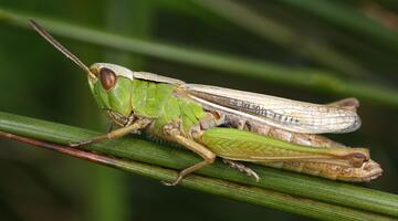 Weißrandiger Grashüpfer