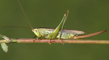 Conocephalus fuscus