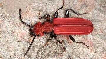 Scharlachkäfer